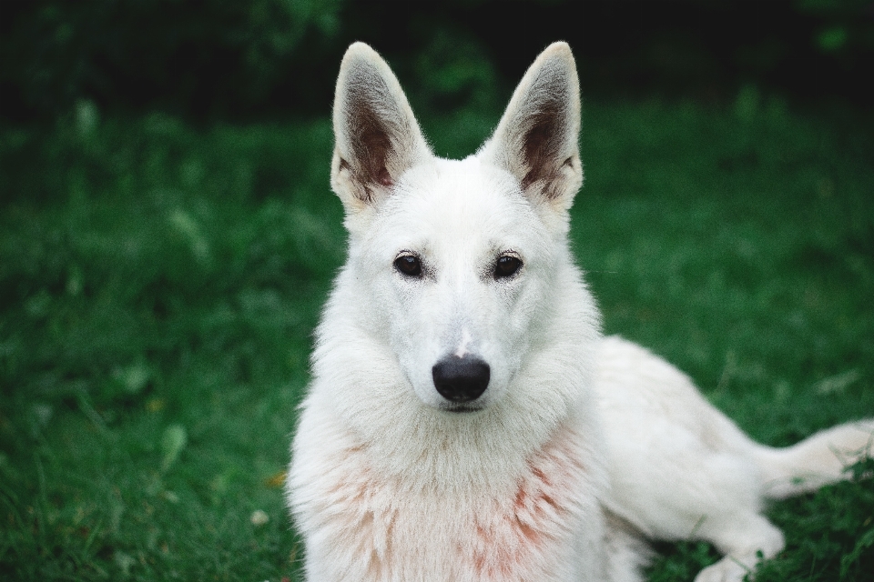 Cachorro mamífero vertebrado
 raça de cachorro
