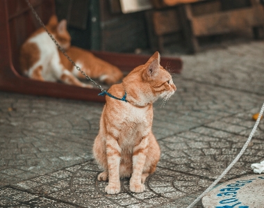 Foto Kucing mamalia felidae
 karnivora