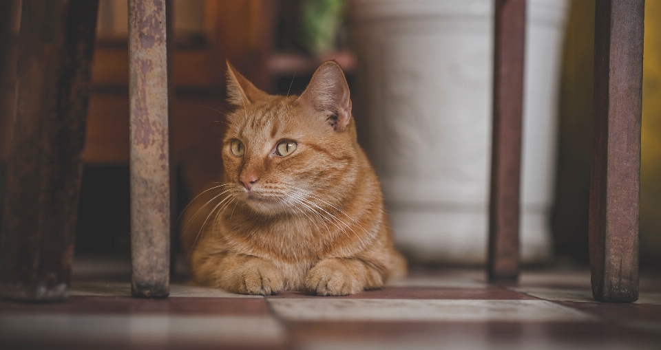 猫 哺乳類 小型から中型の猫
 ひげ
