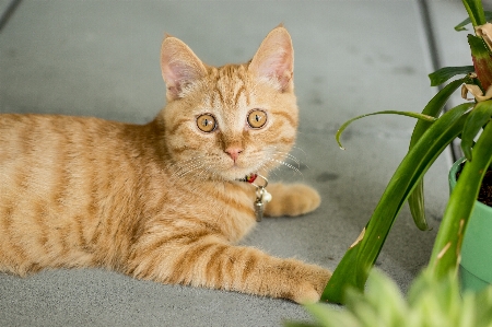 Cat mammal vertebrate small to medium sized cats Photo