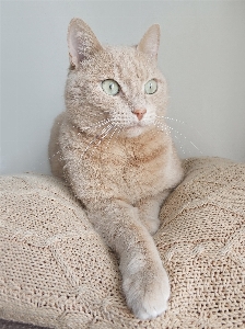 Foto Gato mamífero vertebrado
 gatos de pequeno a médio porte
