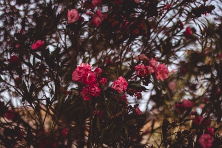 Flower pink red plant Photo