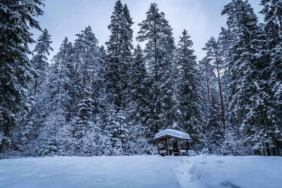 Snow winter tree nature