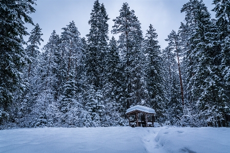 Snow winter tree nature Photo