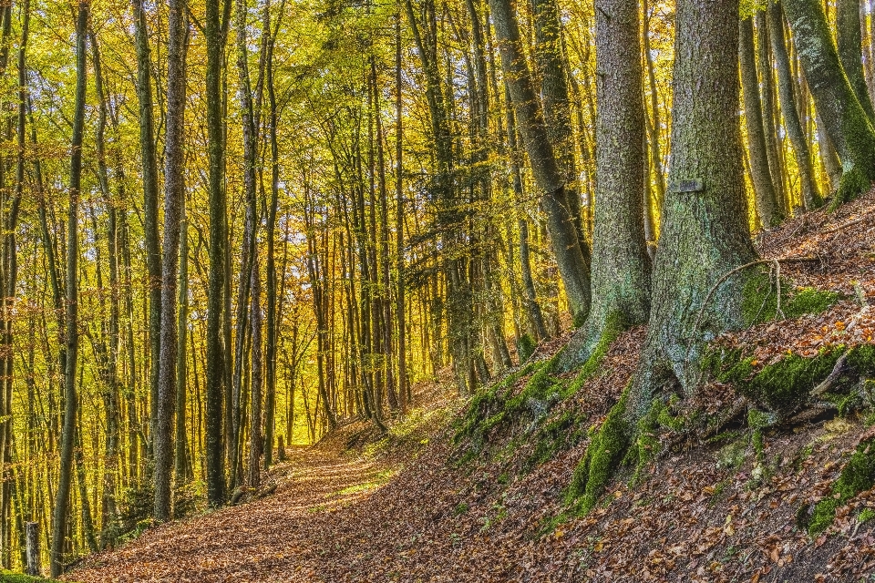 木 森 自然の風景
 森林
