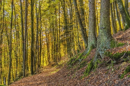 Tree forest natural landscape woodland Photo