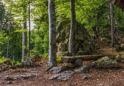 Tree forest old growth natural environment Photo