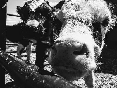 Foto Bovino
 mammifero mucca da latte
 naso