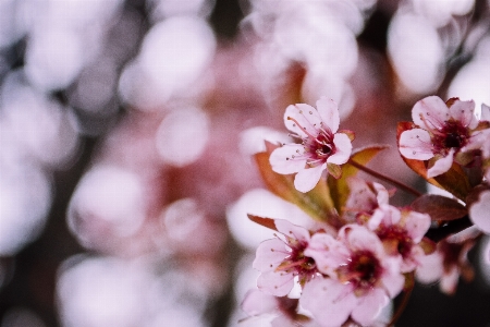 花 花弁 春 桜の花
 写真