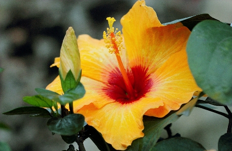 Flower flowering plant petal hibiscus Photo