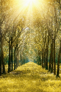 Natural landscape tree people in nature Photo