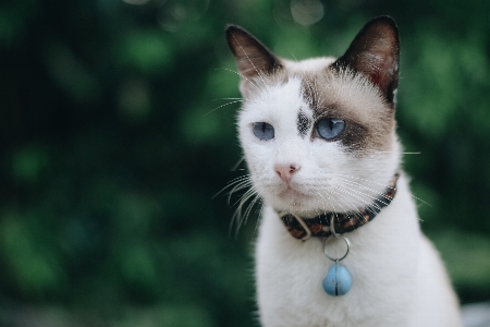 Foto Kucing mamalia cambang
 berukuran kecil hingga sedang
