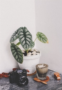 Houseplant green leaf flowerpot Photo