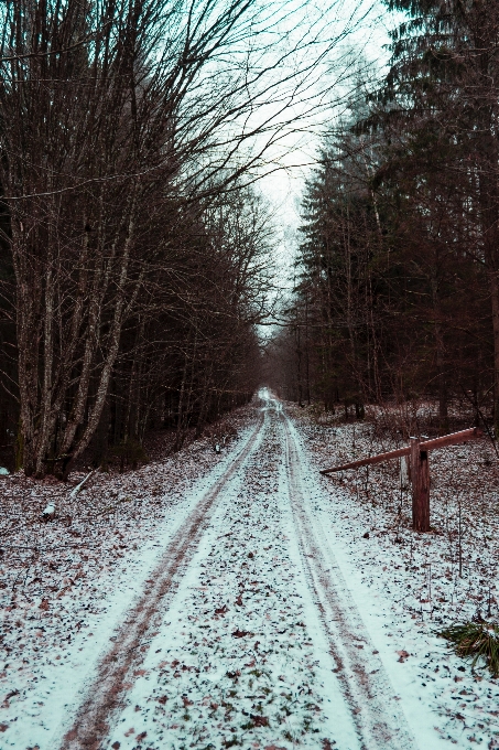 Neve inverno árvore congelando