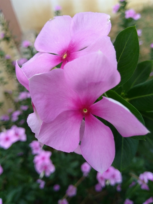 花 開花植物
 花弁 ピンク