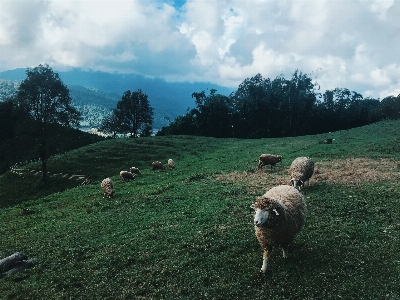 Pasture sky grassland highland Photo