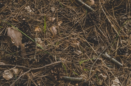 Grass soil brown adaptation Photo