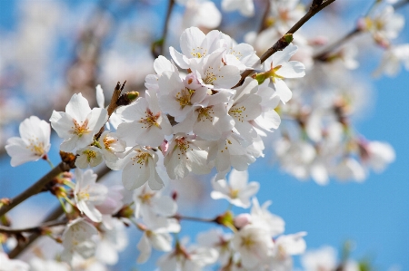 花 春 ブランチ 植物 写真