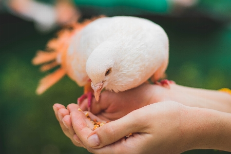 Bird hand nail finger Photo