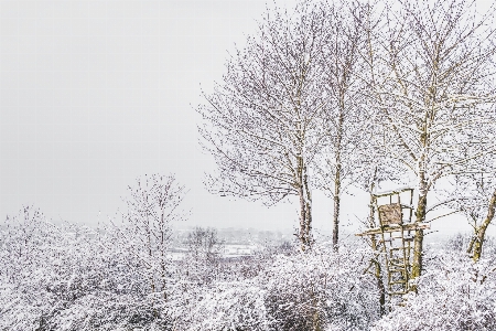 雪 冬 木 霜 写真