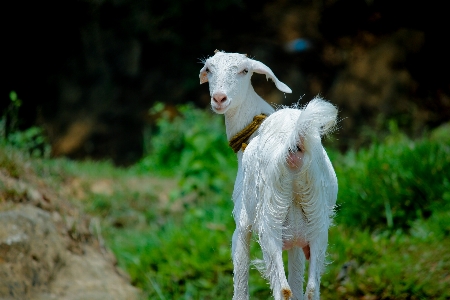 Foto Kambing keluarga sapi
 padang rumput
 rumput