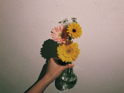 Flower gerbera arranging cut flowers Photo