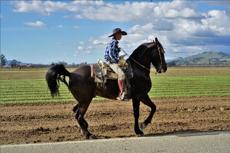 Horse bridle rein mammal Photo