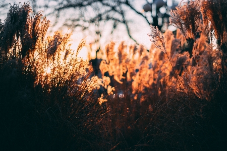 Sky nature branch leaf Photo