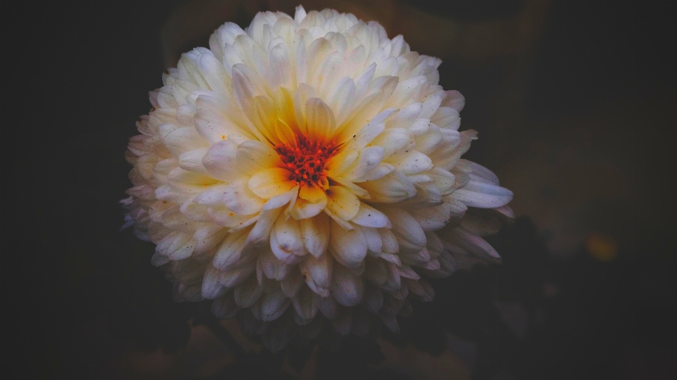 Flor pétalo planta amarillo