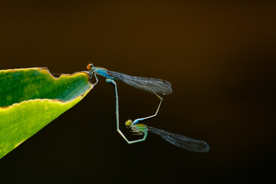 Insetto damselfly
 libellule e libellule
 libellula