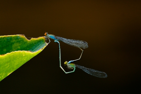 Foto Serangga damselfly
 capung dan damseflies
