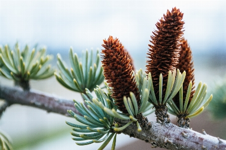 Shortleaf black spruce sugar pine columbian balsam fir Photo