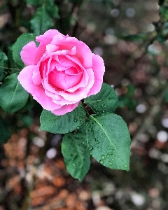 Flower flowering plant julia child rose pink Photo