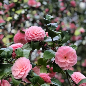 Flower flowering plant petal Photo