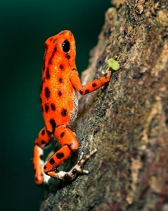 Photo Grenouille amphibie crapaud organisme