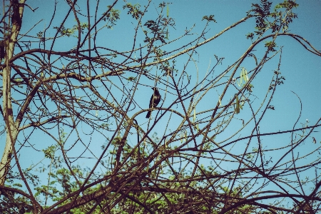 Branch tree twig plant Photo