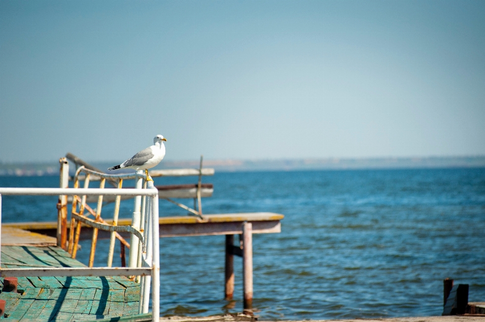 海 ヨーロッパセグロカモメ
 鳥 写真