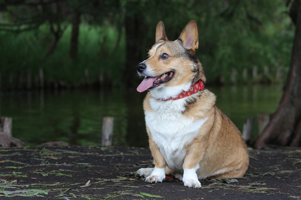 狗 哺乳动物 威尔士柯基犬
 犬科
