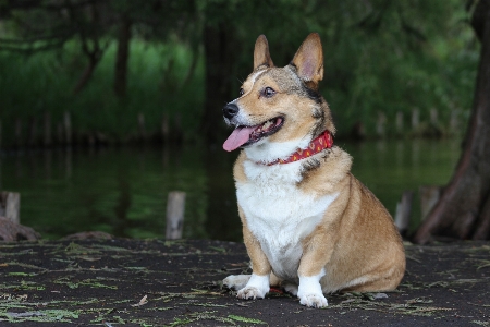 Dog mammal vertebrate welsh corgi Photo