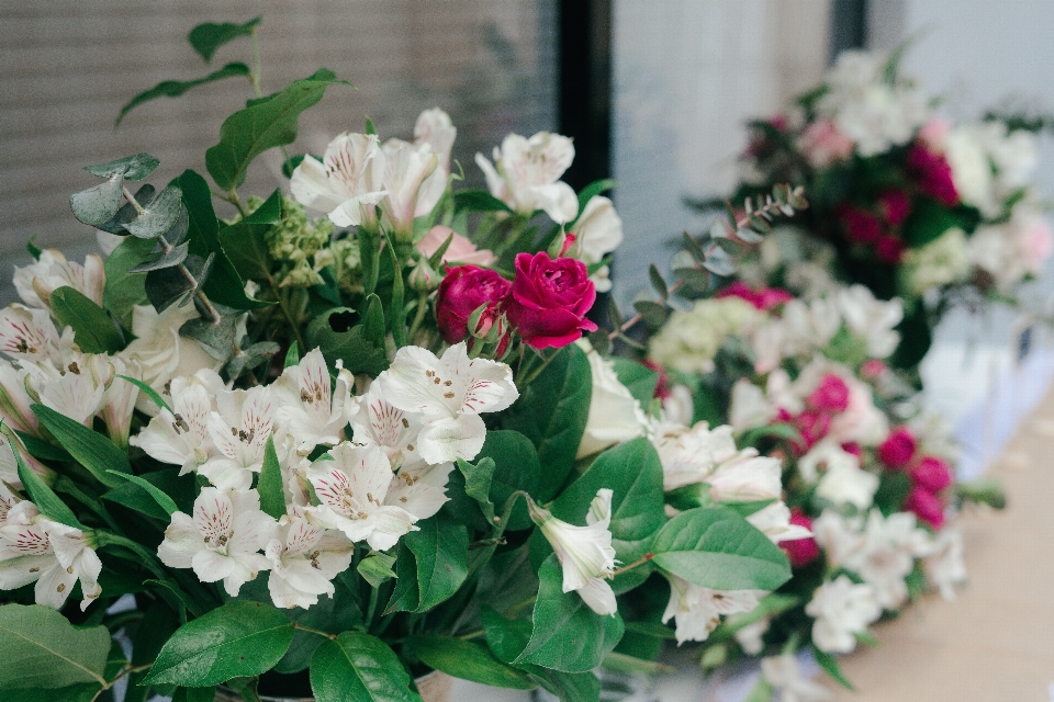 Flor planta com flor
 branco plantar