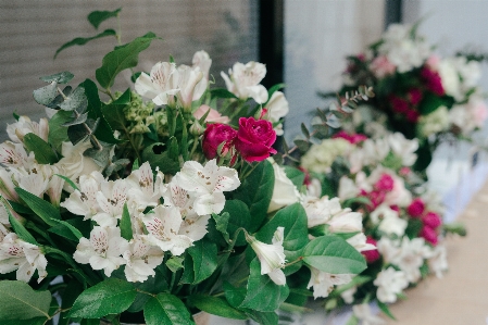 Flower flowering plant white Photo