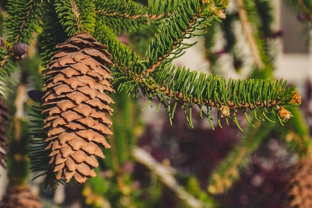 Shortleaf black spruce sugar pine columbian balsam fir Photo