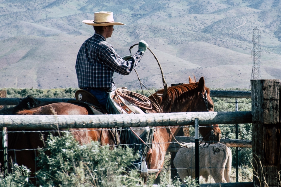 Ranch
 zügel
 treiber
 arbeitstier
