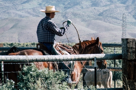 Ranch rein drover working animal Photo