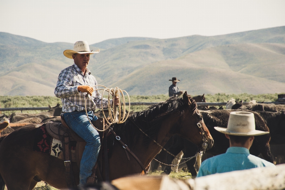 牧场 wrangler 驱动者
 驮畜
