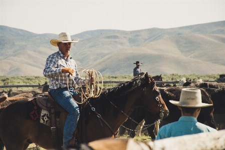 Ranch wrangler drover pack animal Photo