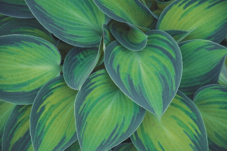 Green leaf blue plant Photo