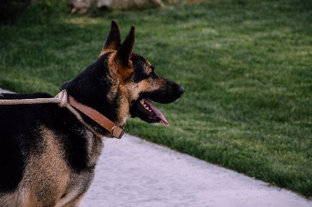 Foto Anjing mamalia bertulang belakang
 ras anjing
