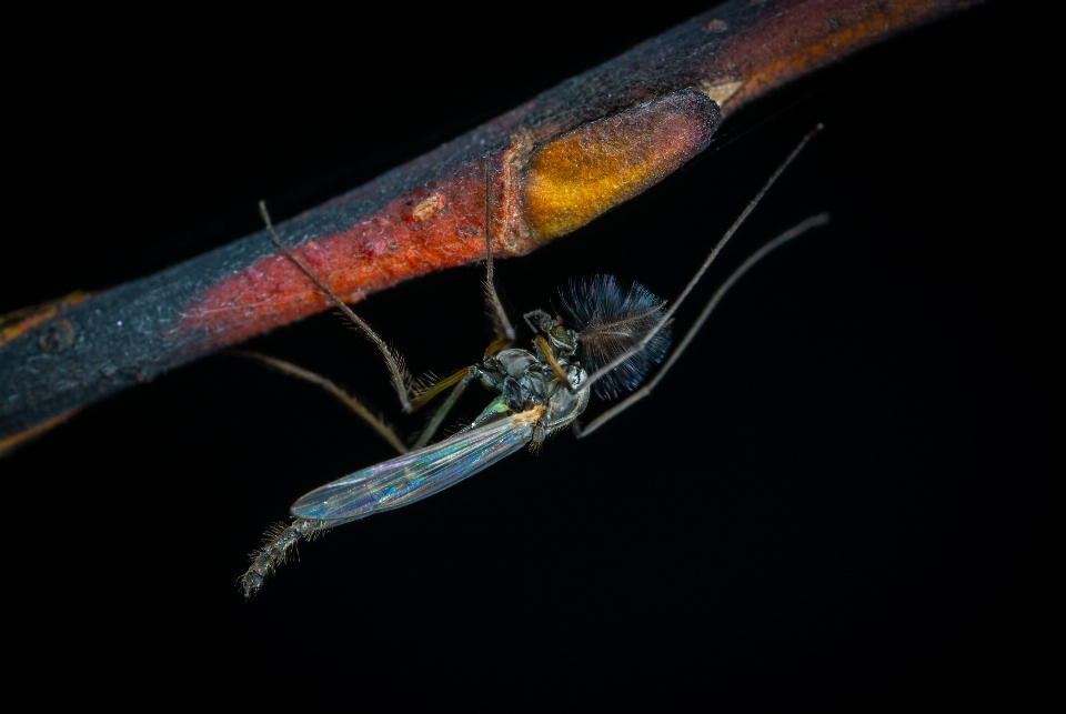 곤충 잠자리와 damseflies
 무척추동물 잠자리