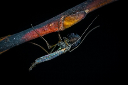 Foto Serangga capung dan damseflies
 invertebrata